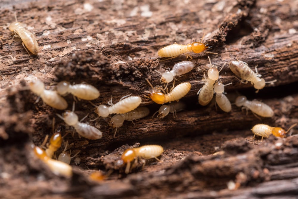 Savoir si on a des termites